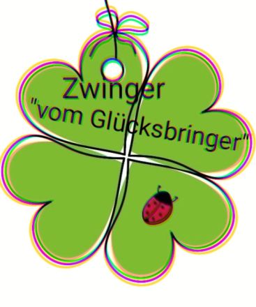 Mini /miniature Australian Shepherd Welpen