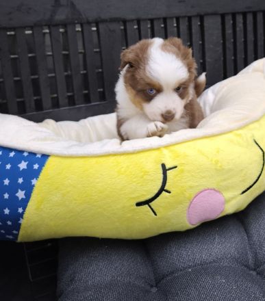Mini /miniature Australian Shepherd Welpen