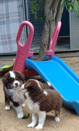 Mini /miniature Australian Shepherd Welpen