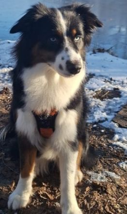 Mini /miniature Australian Shepherd Welpen