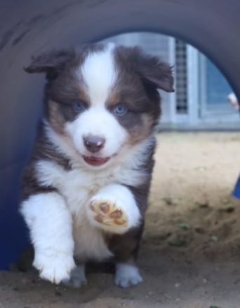 Mini /miniature Australian Shepherd Welpen
