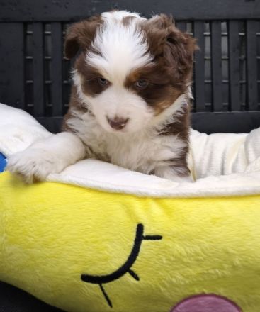 Mini /miniature Australian Shepherd Welpen