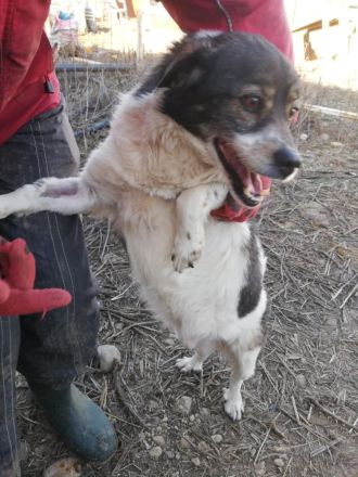 Joshi, gesellig, freundlich und lieb