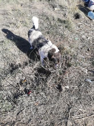 Joshi, gesellig, freundlich und lieb