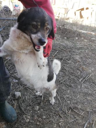 Joshi, gesellig, freundlich und lieb