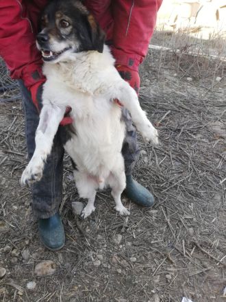 Joshi, gesellig, freundlich und lieb