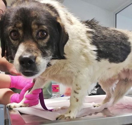 Joshi, gesellig, freundlich und lieb