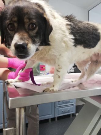 Joshi, gesellig, freundlich und lieb