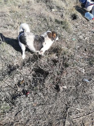 Joshi, gesellig, freundlich und lieb