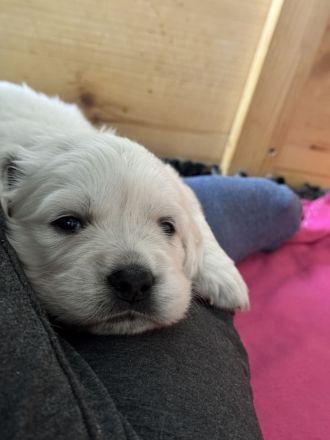 Reinrassige, weiße Golden Retriever Welpen mit Papieren