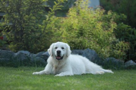 Reinrassige, weiße Golden Retriever Welpen mit Papieren
