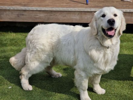 Reinrassige, weiße Golden Retriever Welpen mit Papieren
