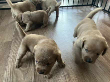 🐾 5 Foxred Labrador Welpen suchen liebevolles Zuhause 🏡❤️