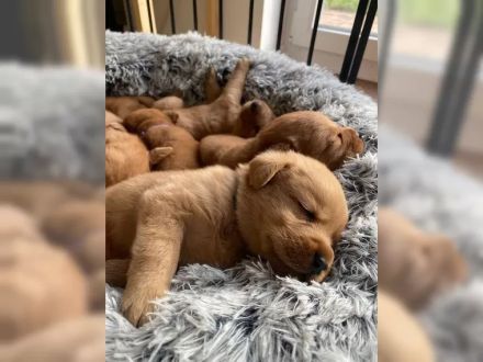 🐾 5 Foxred Labrador Welpen suchen liebevolles Zuhause 🏡❤️