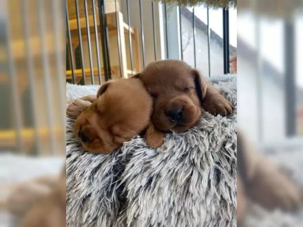 🐾 5 Foxred Labrador Welpen suchen liebevolles Zuhause 🏡❤️