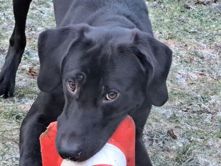 Junghund sucht Zuhause