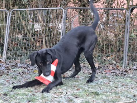 Junghund sucht Zuhause