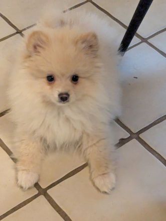 Wundervolle Pomeranian Zwergspitz Welpen