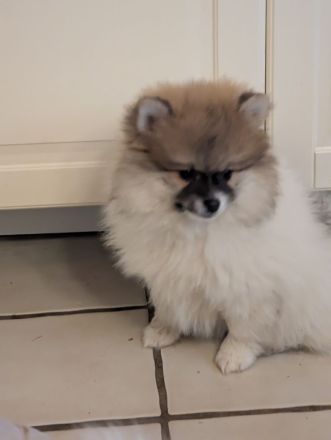Wundervolle Pomeranian Zwergspitz Welpen