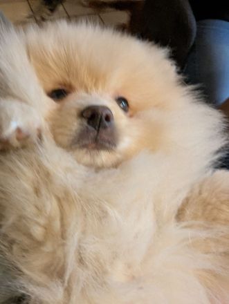 Wundervolle Pomeranian Zwergspitz Welpen