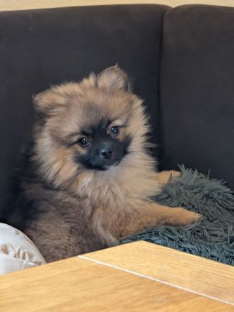 Wundervolle Pomeranian Zwergspitz Welpen