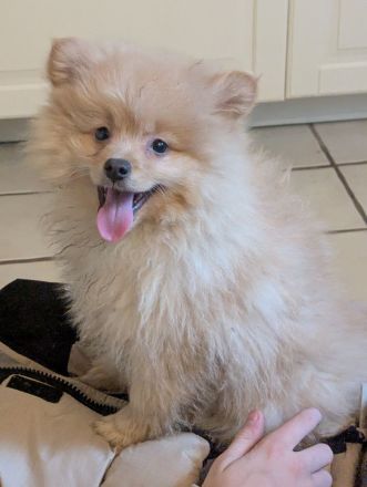 Wundervolle Pomeranian Zwergspitz Welpen