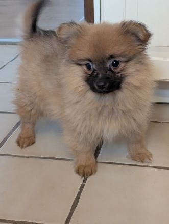 Wundervolle Pomeranian Zwergspitz Welpen