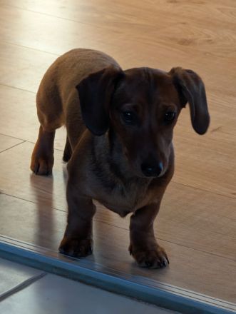 Dackel Welpen Kurzhaar und Rauhhaar