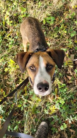 Junger, lauffreudiger, bunter Rüde,