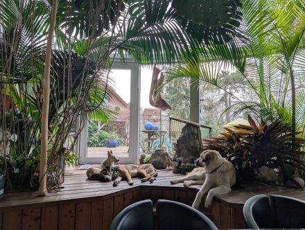 Junger, lauffreudiger, bunter Rüde,