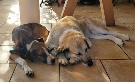 Junger, lauffreudiger, bunter Rüde,