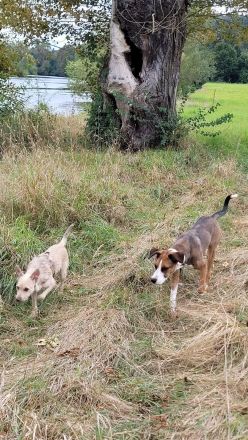 Junger, lauffreudiger, bunter Rüde,