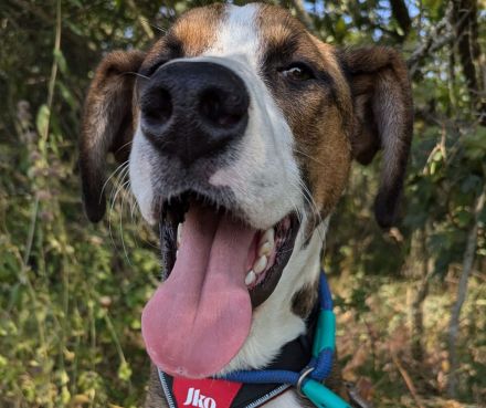 Junger, lauffreudiger, bunter Rüde,