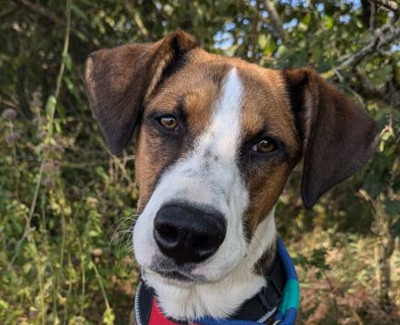 Junger, lauffreudiger, bunter Rüde,