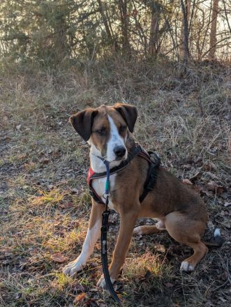 Junger, lauffreudiger, bunter Rüde,