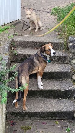 Junger, lauffreudiger, bunter Rüde,