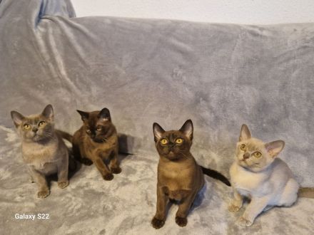 Burma Kitten