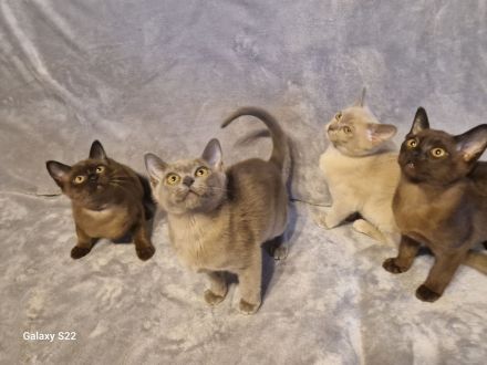 Burma Kitten