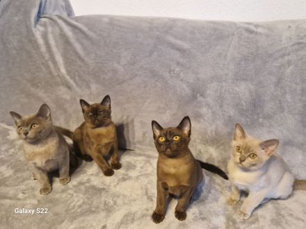 Burma Kitten