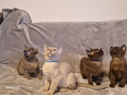 Burma Kitten