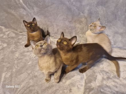 Burma Kitten
