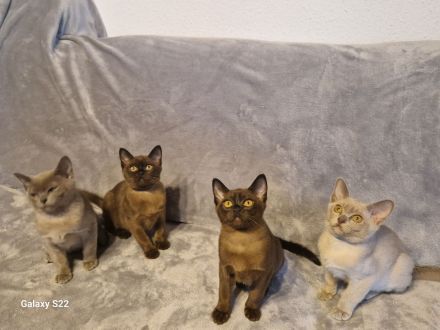 Burma Kitten