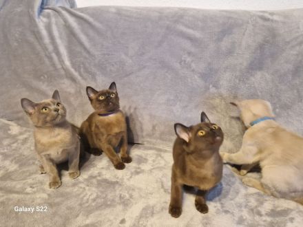 Burma Kitten