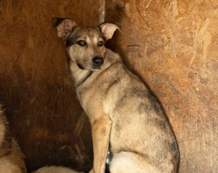 Janeiro sucht ein vertrauensvolles Zuhause.