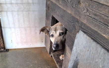 Janeiro sucht ein vertrauensvolles Zuhause.