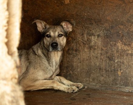 Janeiro sucht ein vertrauensvolles Zuhause.