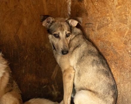 Janeiro sucht ein vertrauensvolles Zuhause.