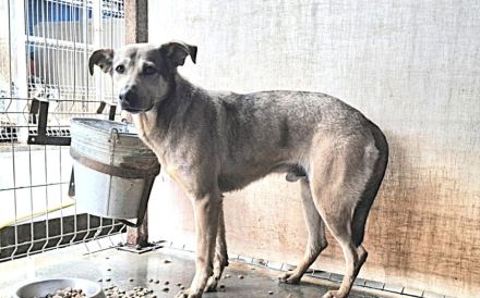 Janeiro sucht ein vertrauensvolles Zuhause.