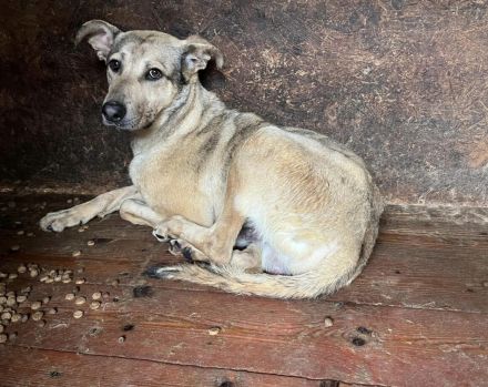 Janeiro sucht ein vertrauensvolles Zuhause.