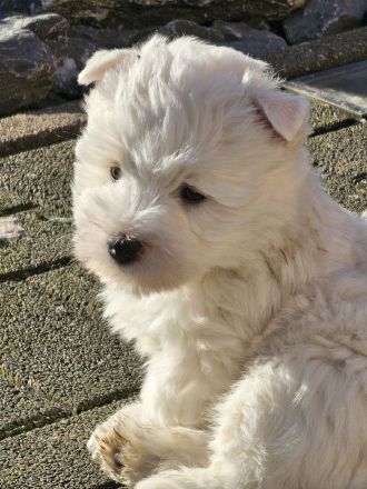 Westie Welpen
